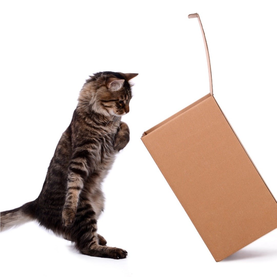 Refillable Cat Bites