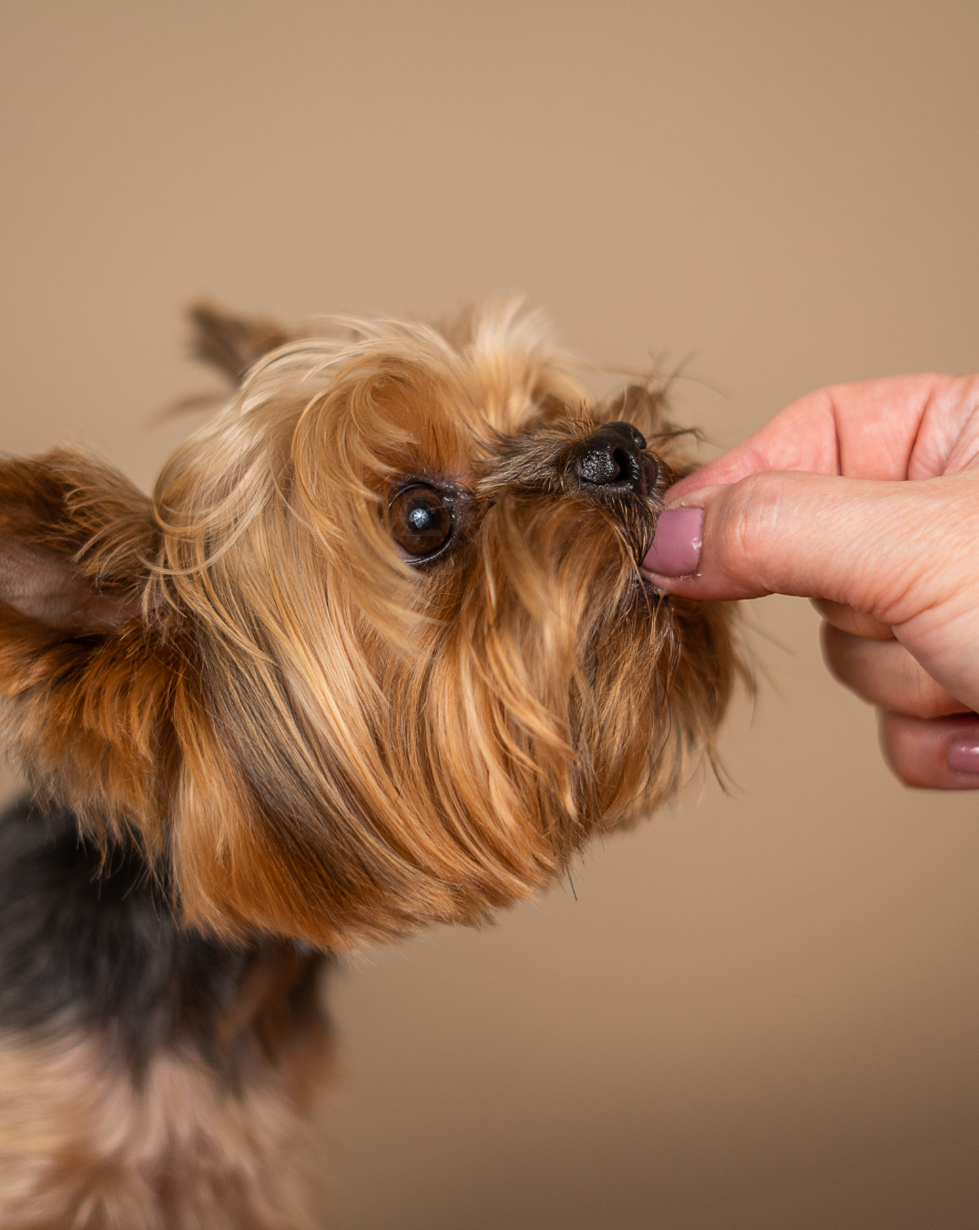 Dog treat training