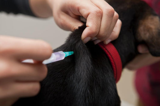 Black dog getting a vaccination in the back of his neck