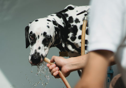 Hydration Tips for Pets